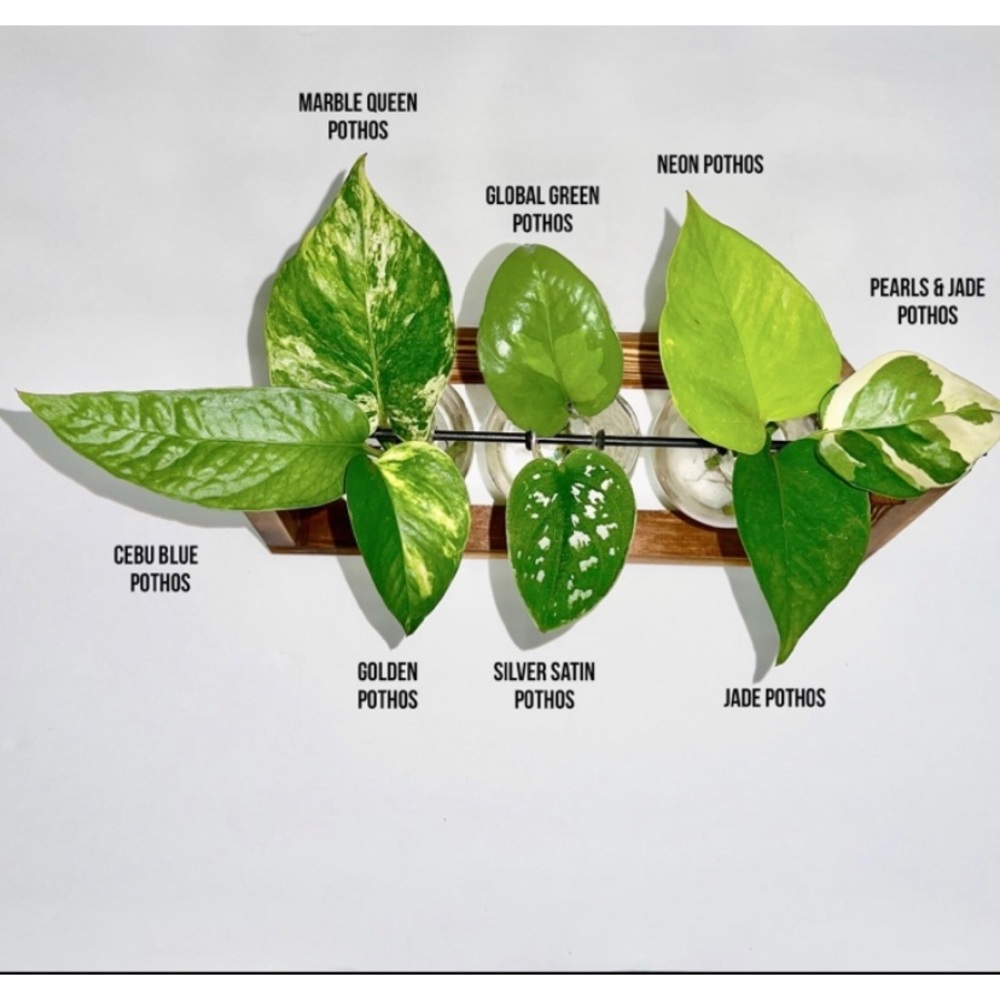 HOUSE PLANT CUTTINGS!! RARE Heartleaf Philodendron BRASIL Cutting, + many others - Picture 2 of 10